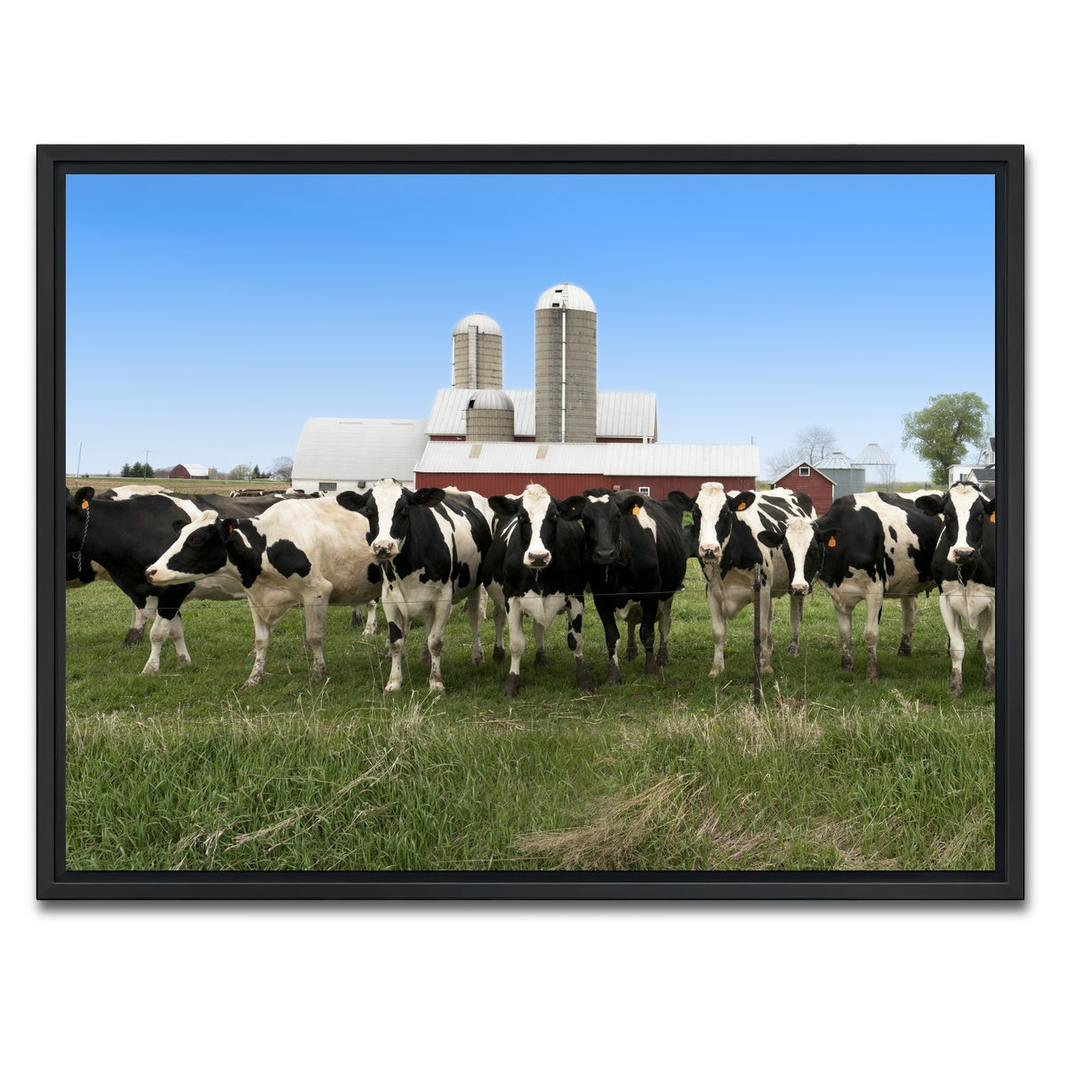 AUTO-MOCKUP WHITE | Wisconsin Dairy Cows | 1 Piece | Black Framed Canvas | group=4x3