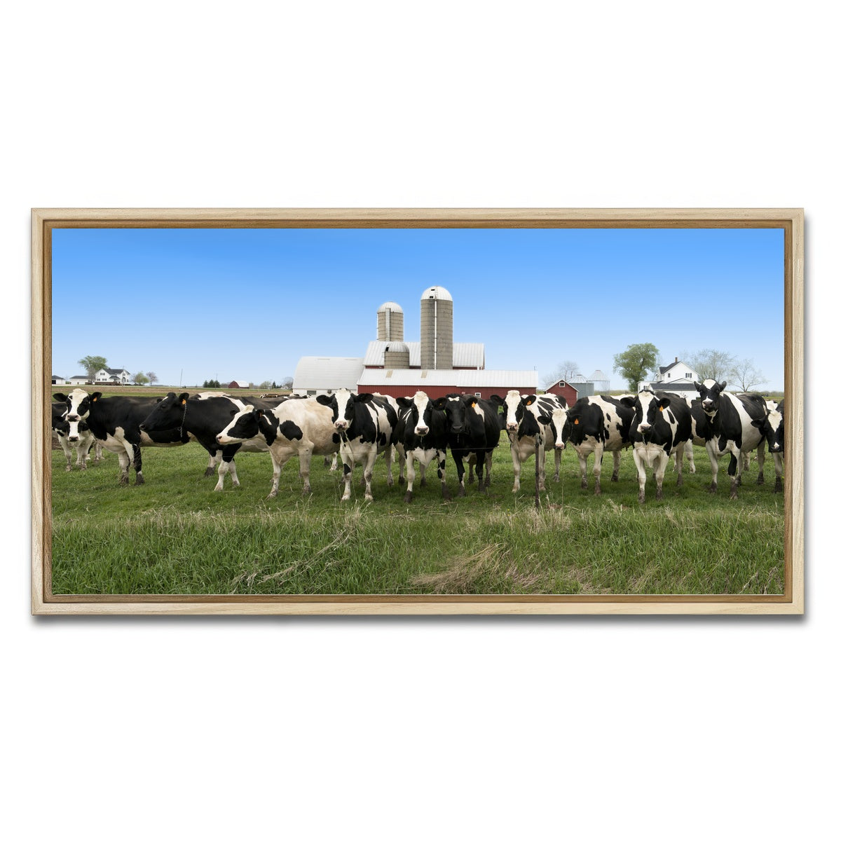 AUTO-MOCKUP WHITE | Wisconsin Dairy Cows | 1 Piece | Natural Framed Canvas | group=2x1