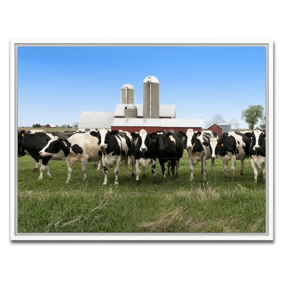 AUTO-MOCKUP WHITE | Wisconsin Dairy Cows | 1 Piece | White Framed Canvas | group=4x3