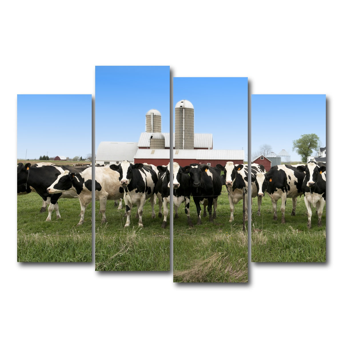 AUTO-MOCKUP WHITE | Wisconsin Dairy Cows | 4 Piece | Gallery Wrap Canvas | group=4_normal