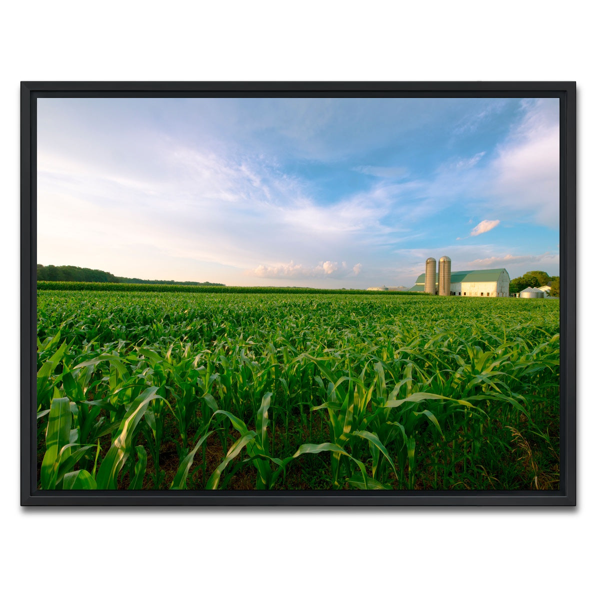 AUTO-MOCKUP WHITE | Wisconsin Dairy Farm by Field of Corn | 1 Piece | Black Framed Canvas | group=4x3