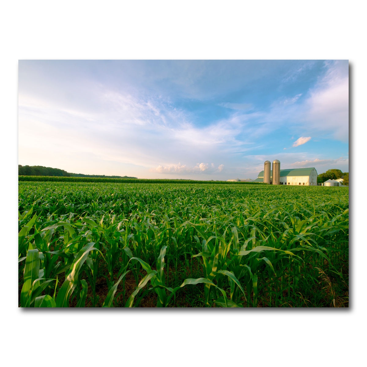 AUTO-MOCKUP WHITE | Wisconsin Dairy Farm by Field of Corn | 1 Piece | Gallery Wrap Canvas | group=4x3