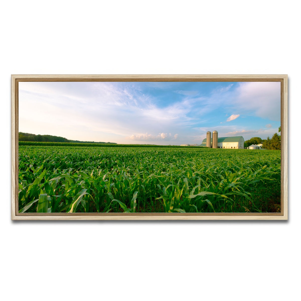 AUTO-MOCKUP WHITE | Wisconsin Dairy Farm by Field of Corn | 1 Piece | Natural Framed Canvas | group=2x1