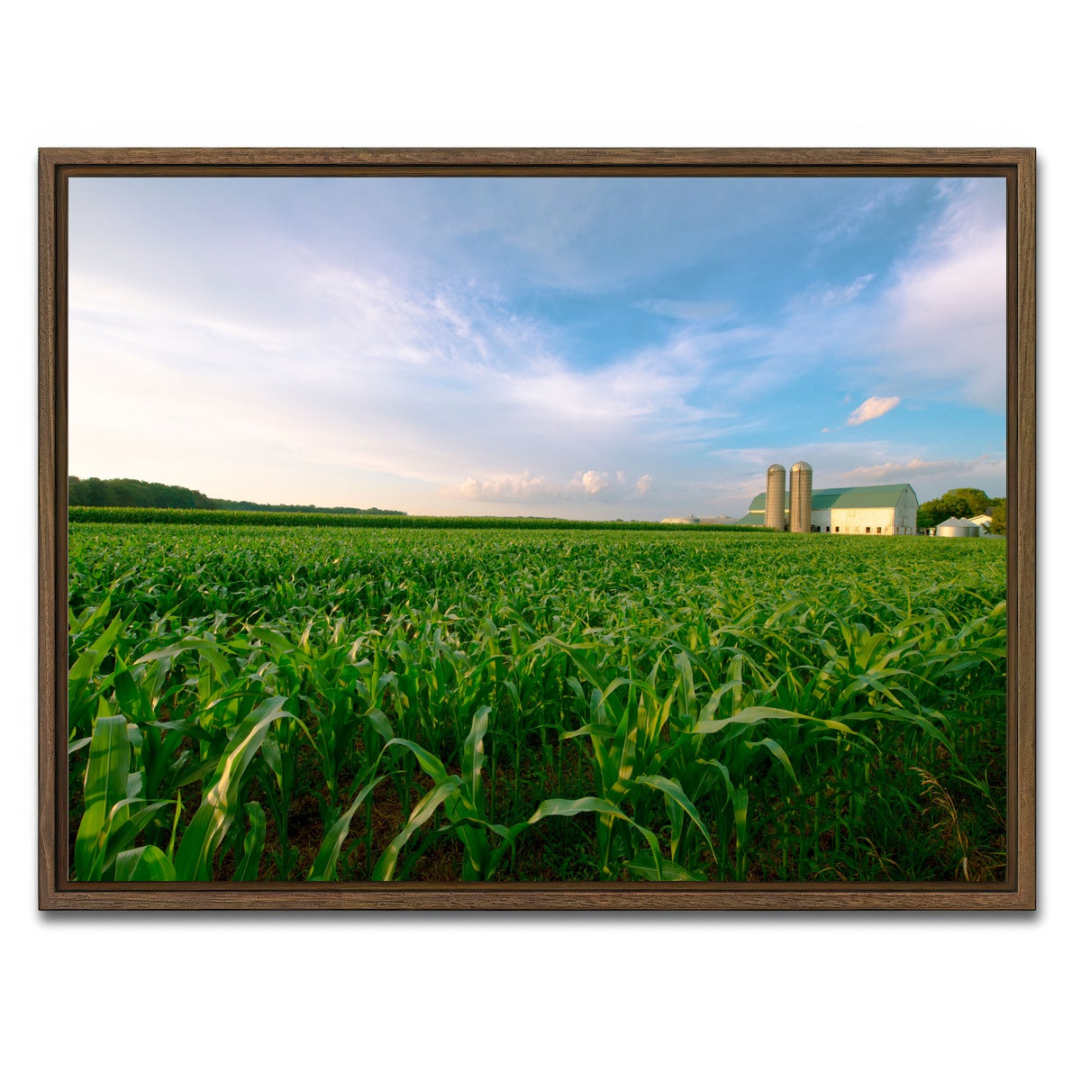 AUTO-MOCKUP WHITE | Wisconsin Dairy Farm by Field of Corn | 1 Piece | Walnut Framed Canvas | group=4x3