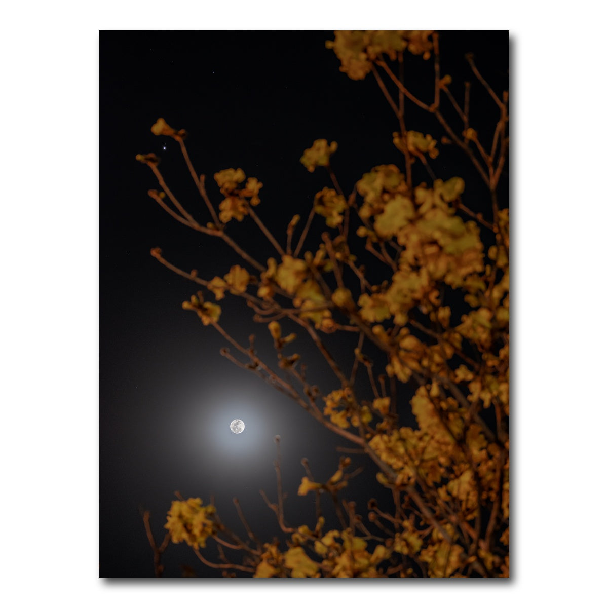 AUTO-MOCKUP WHITE | Yellow Ipe and Selene | 1 Piece | Gallery Wrap Canvas | group=3x4