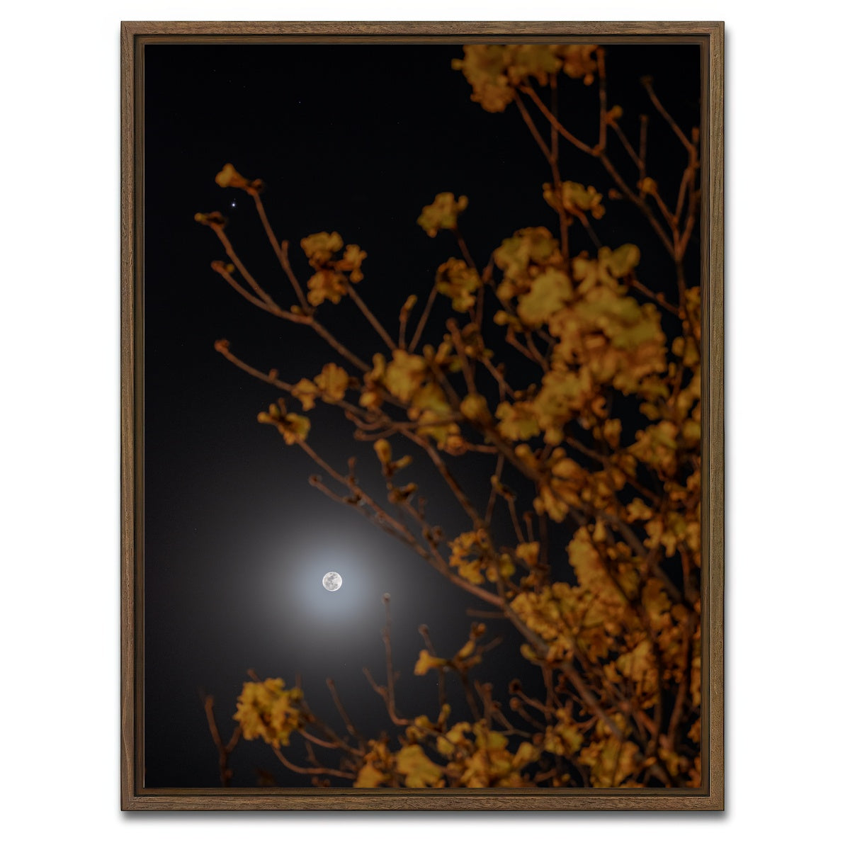 AUTO-MOCKUP WHITE | Yellow Ipe and Selene | 1 Piece | Walnut Framed Canvas | group=3x4