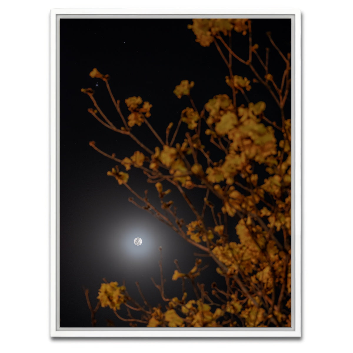 AUTO-MOCKUP WHITE | Yellow Ipe and Selene | 1 Piece | White Framed Canvas | group=3x4