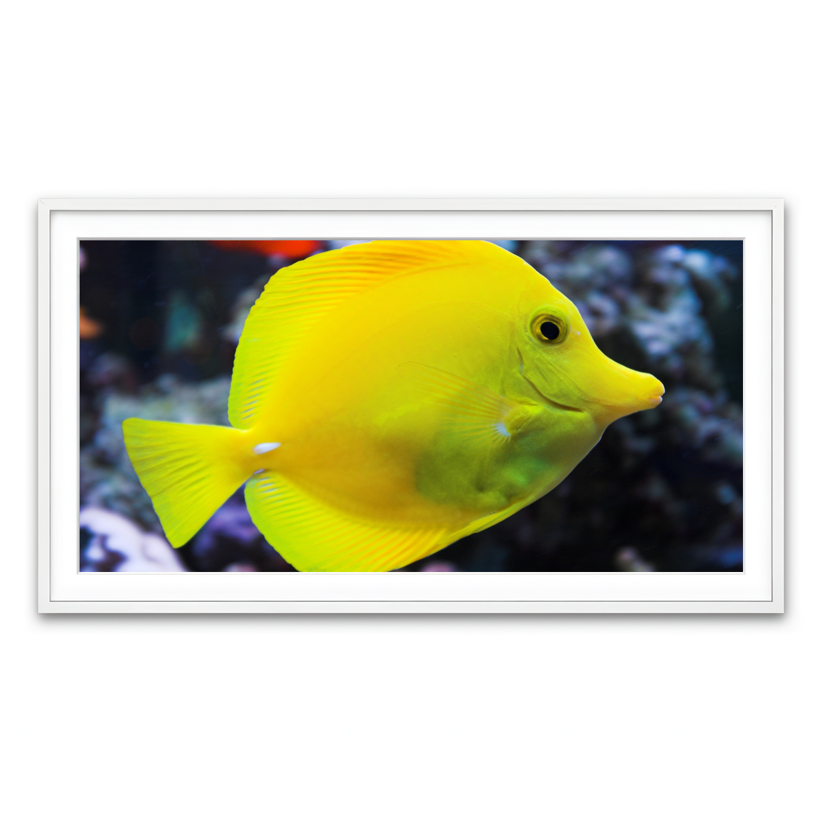 Framed Print 2x1 White