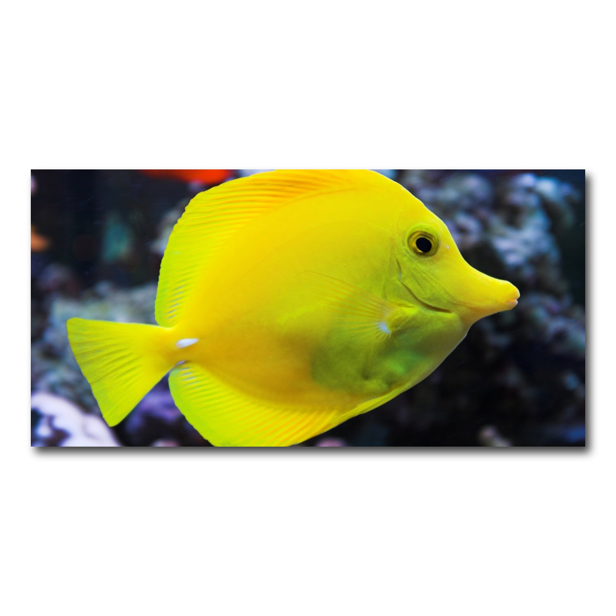 AUTO-MOCKUP WHITE | Yellow Tang | 1 Piece | Gallery Wrap Canvas | group=2x1