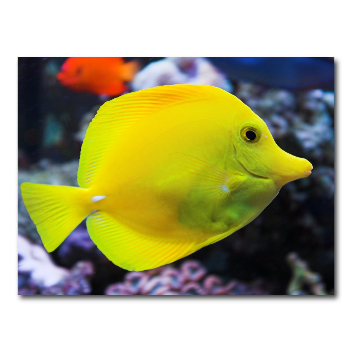 AUTO-MOCKUP WHITE | Yellow Tang | 1 Piece | Gallery Wrap Canvas | group=4x3