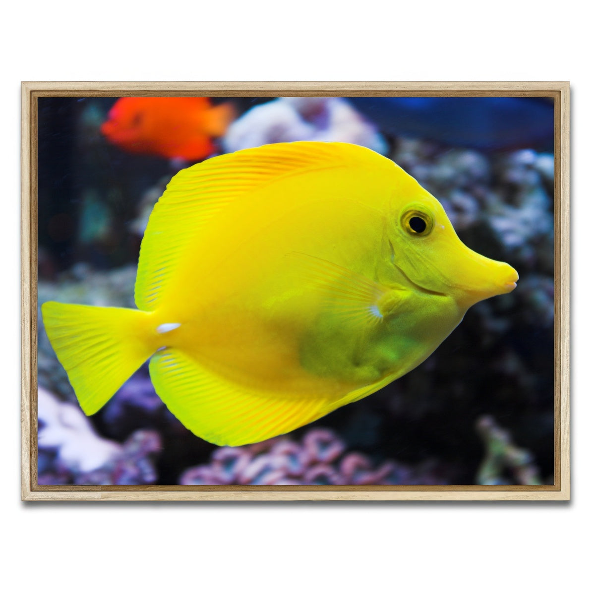 AUTO-MOCKUP WHITE | Yellow Tang | 1 Piece | Natural Framed Canvas | group=4x3