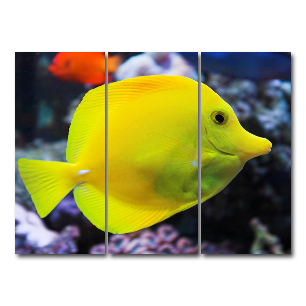AUTO-MOCKUP WHITE | Yellow Tang | 3 Piece | Gallery Wrap Canvas | group=8x18