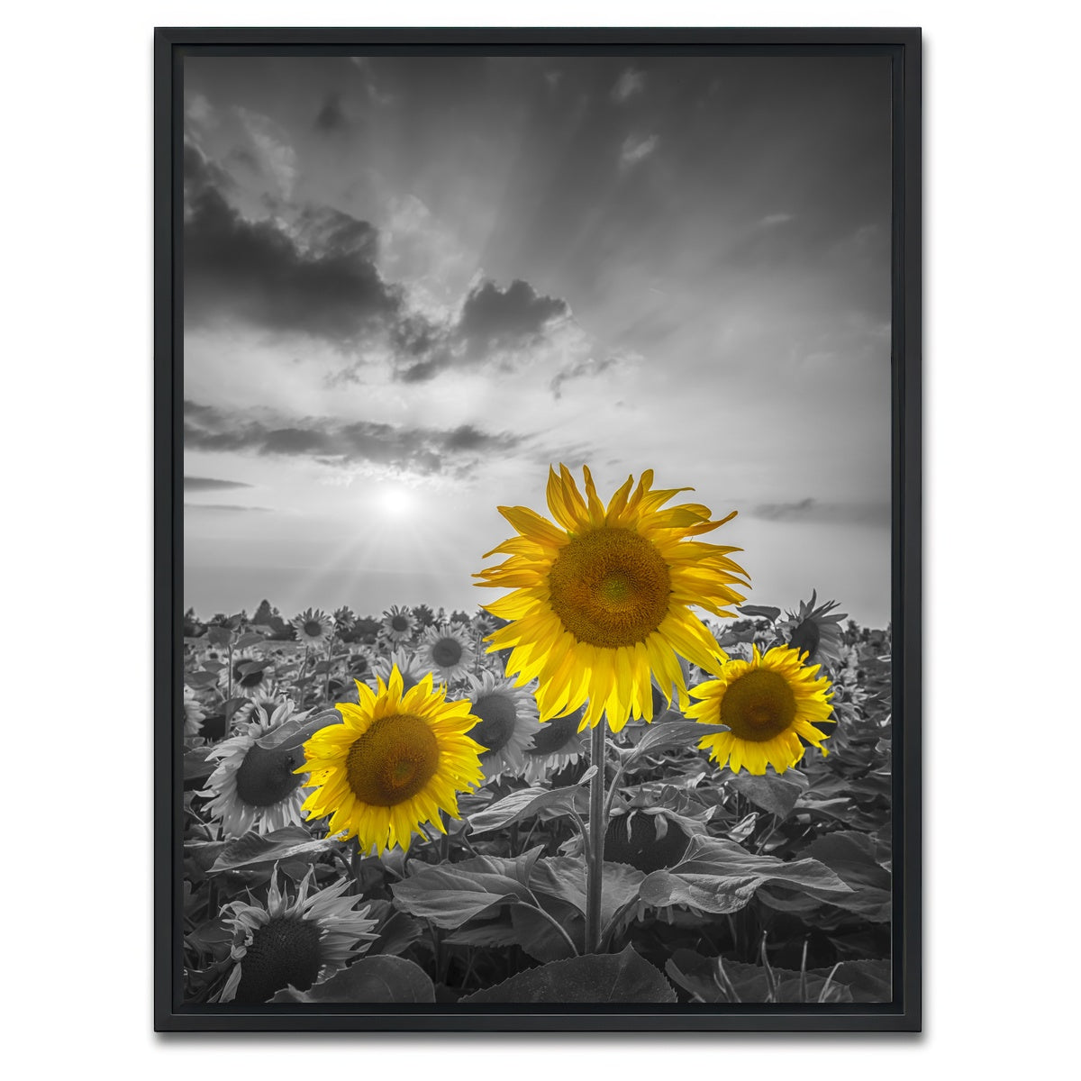 AUTO-MOCKUP WHITE | Yellow pop sunflowers | 1 Piece | Black Framed Canvas | group=3x4