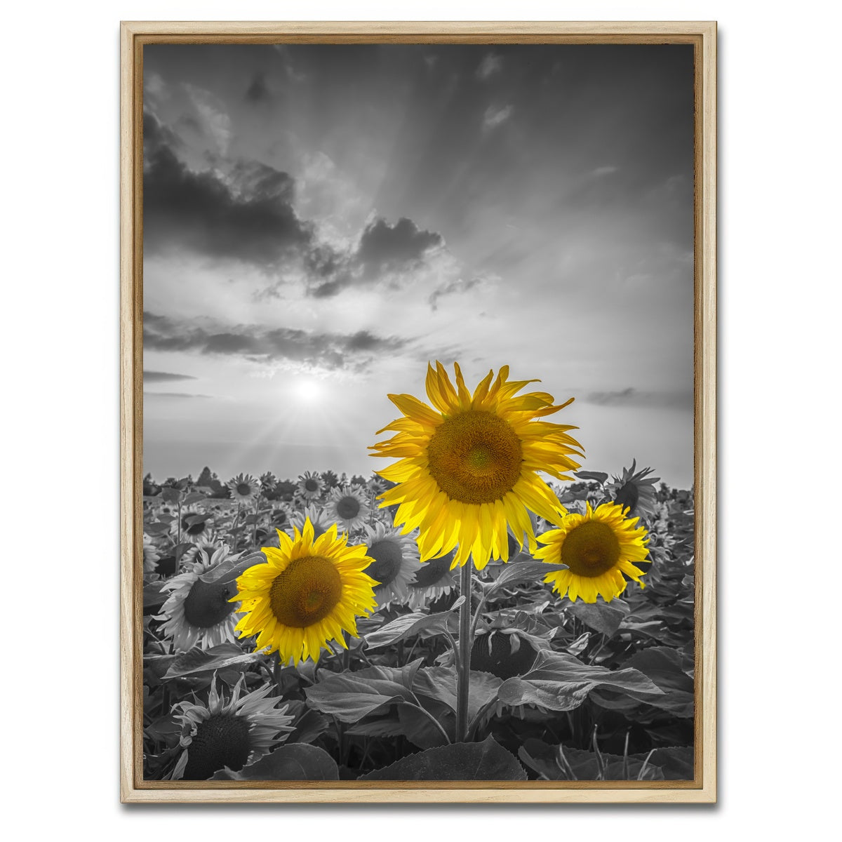 AUTO-MOCKUP WHITE | Yellow pop sunflowers | 1 Piece | Natural Framed Canvas | group=3x4