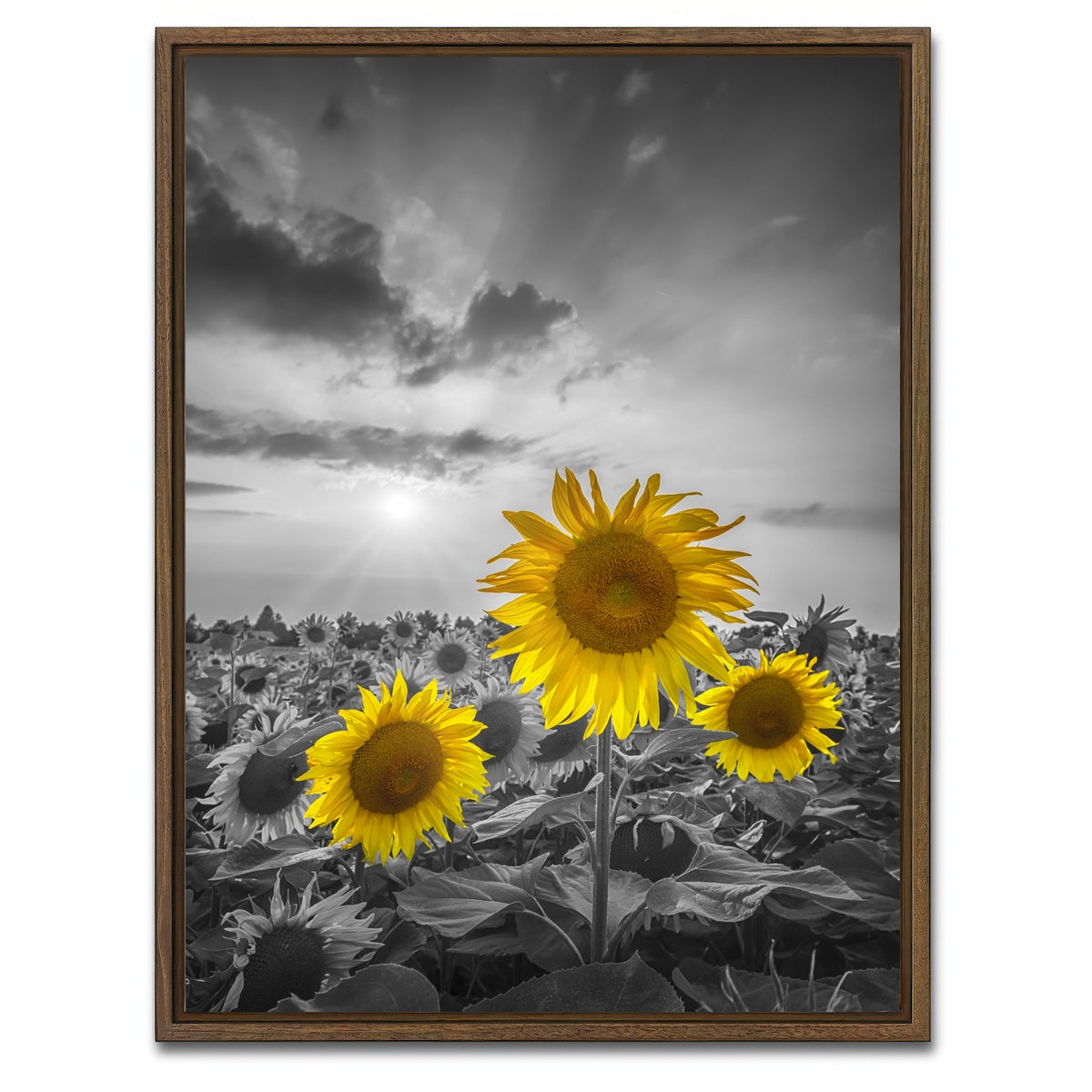 AUTO-MOCKUP WHITE | Yellow pop sunflowers | 1 Piece | Walnut Framed Canvas | group=3x4