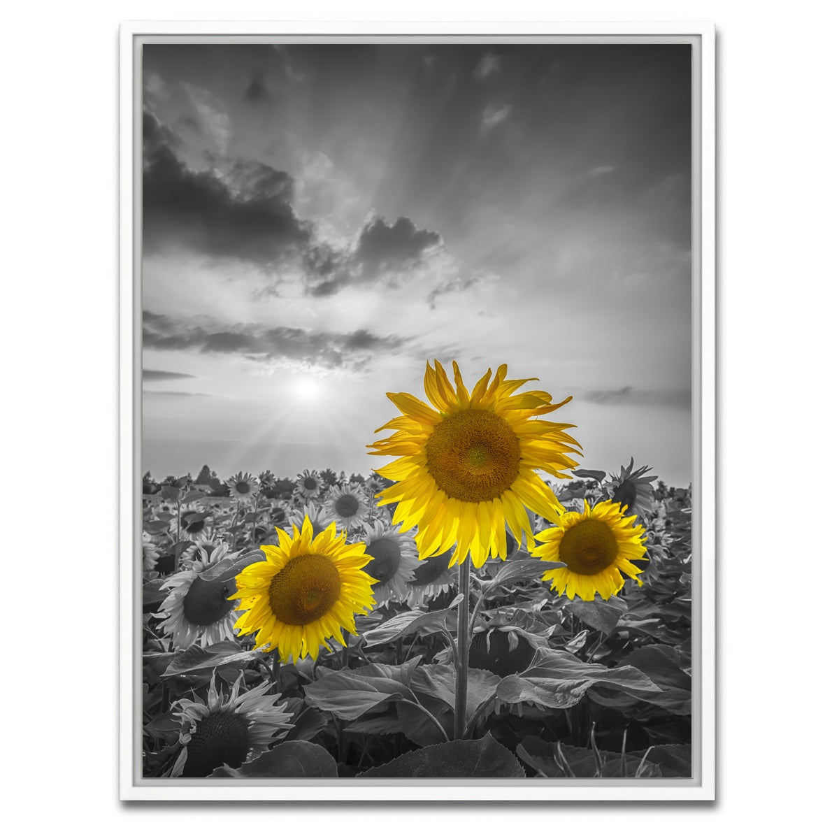AUTO-MOCKUP WHITE | Yellow pop sunflowers | 1 Piece | White Framed Canvas | group=3x4