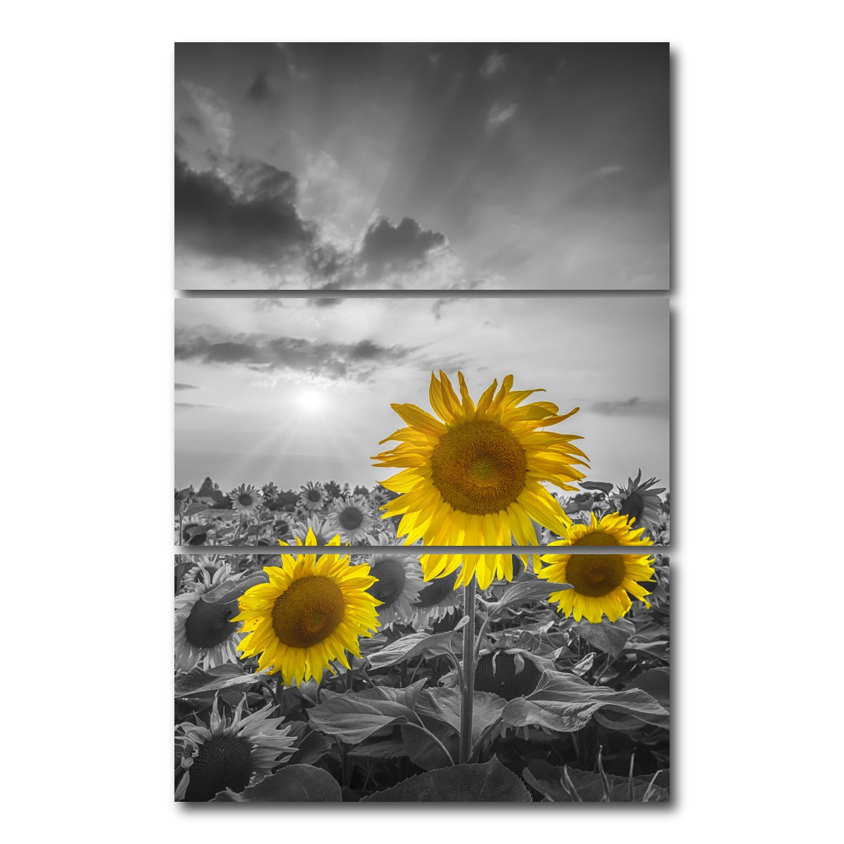AUTO-MOCKUP WHITE | Yellow pop sunflowers | 3 Piece | Gallery Wrap Canvas | group=12x24_stacked