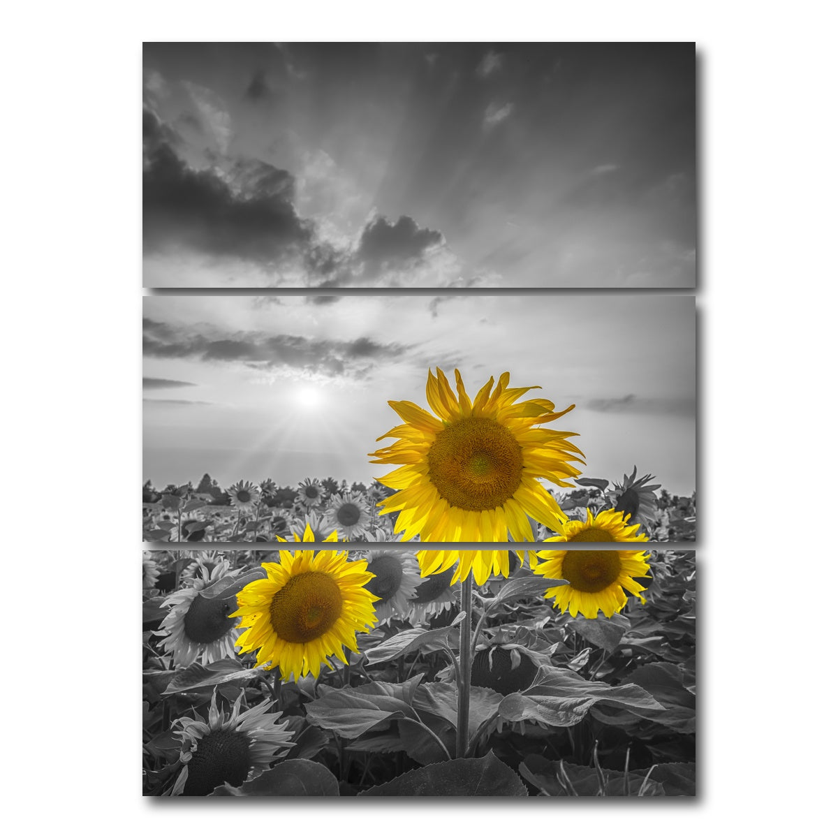 AUTO-MOCKUP WHITE | Yellow pop sunflowers | 3 Piece | Gallery Wrap Canvas | group=8x18_stacked