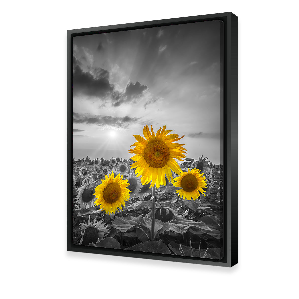 Yellow Pop Sunflowers Wall Art
