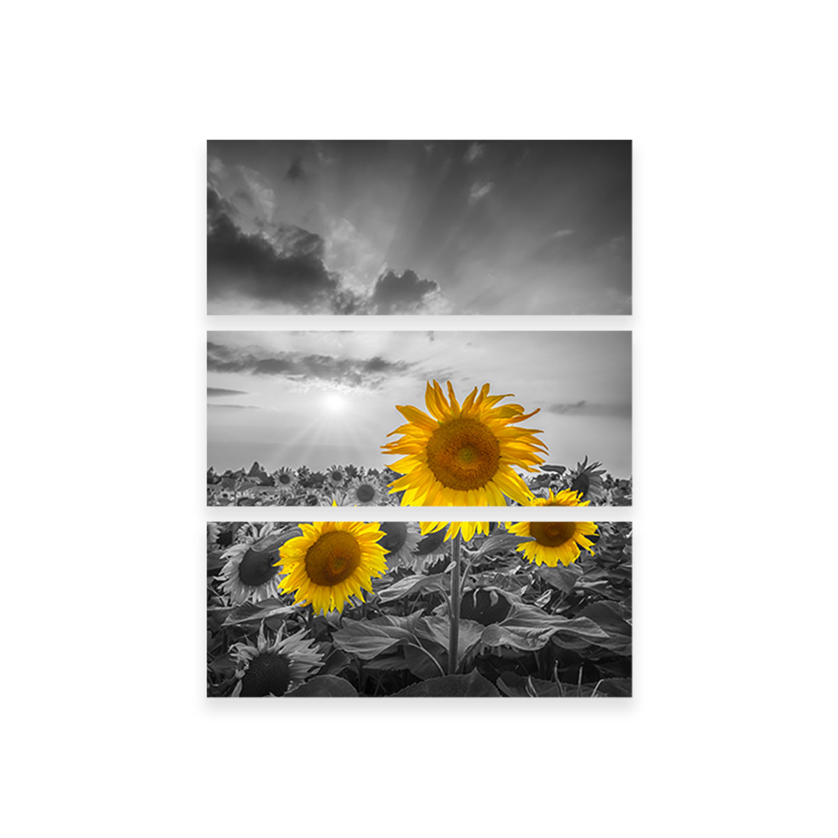 Yellow Pop Sunflowers Wall Art