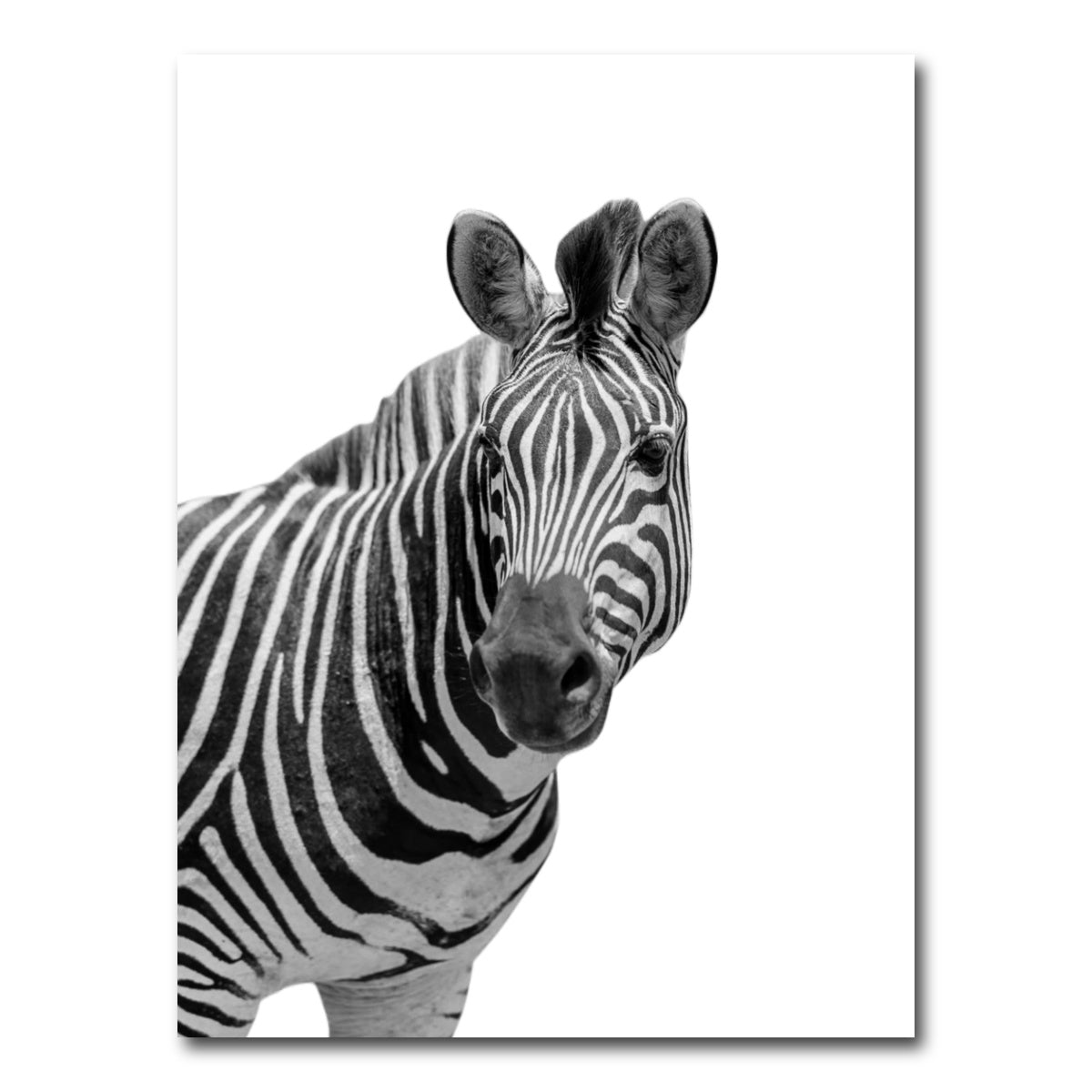 AUTO-MOCKUP WHITE | Zebra Grayscale | 1 Piece | Gallery Wrap Canvas | group=3x4