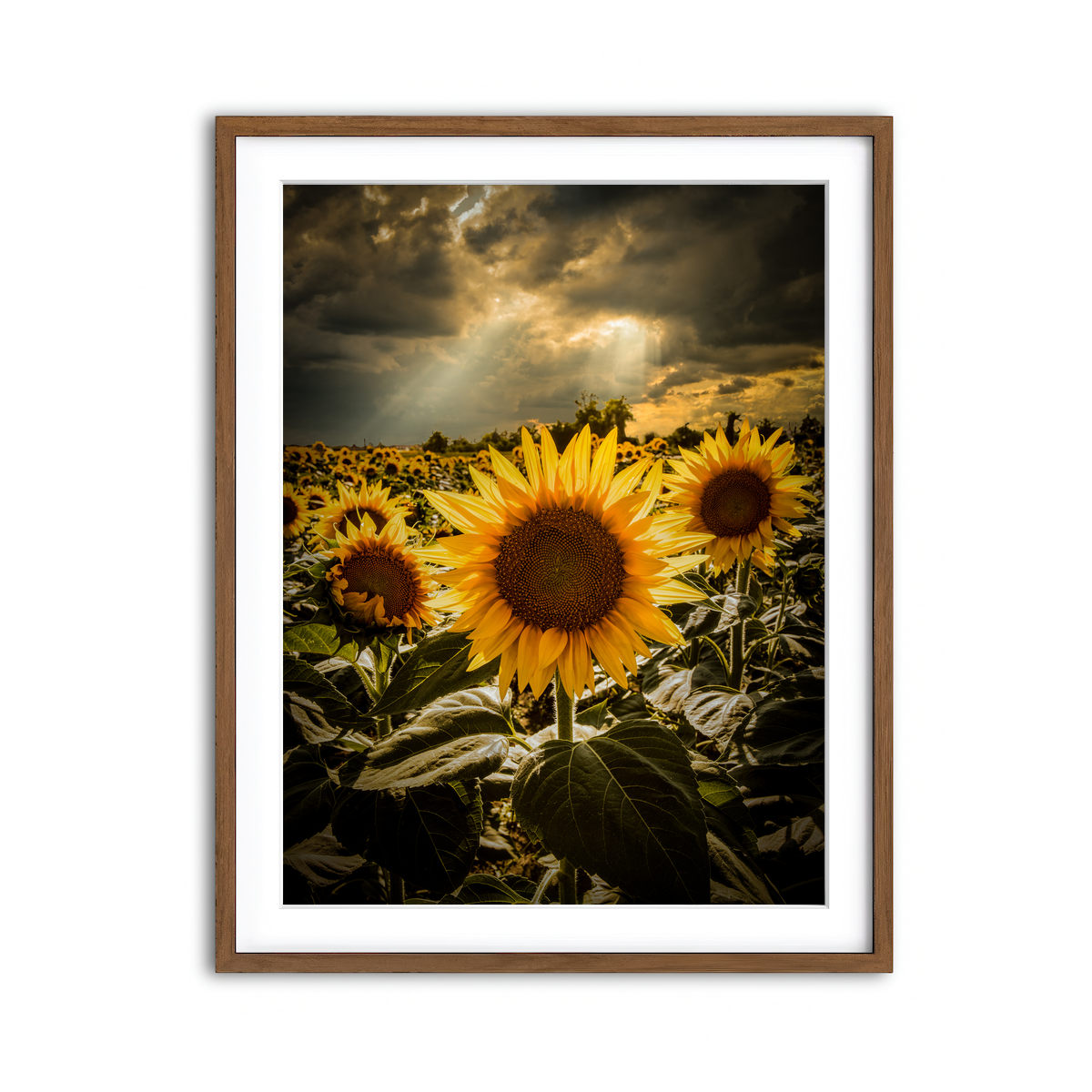 Framed Print 3x4 Walnut