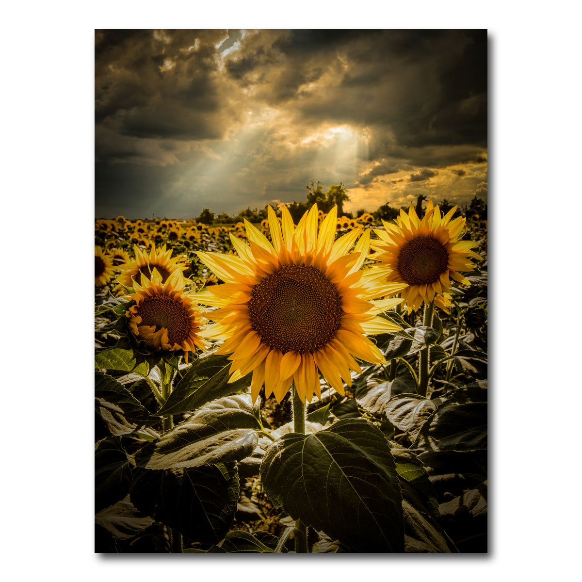 AUTO-MOCKUP WHITE | girasoli | 1 Piece | Gallery Wrap Canvas | group=3x4