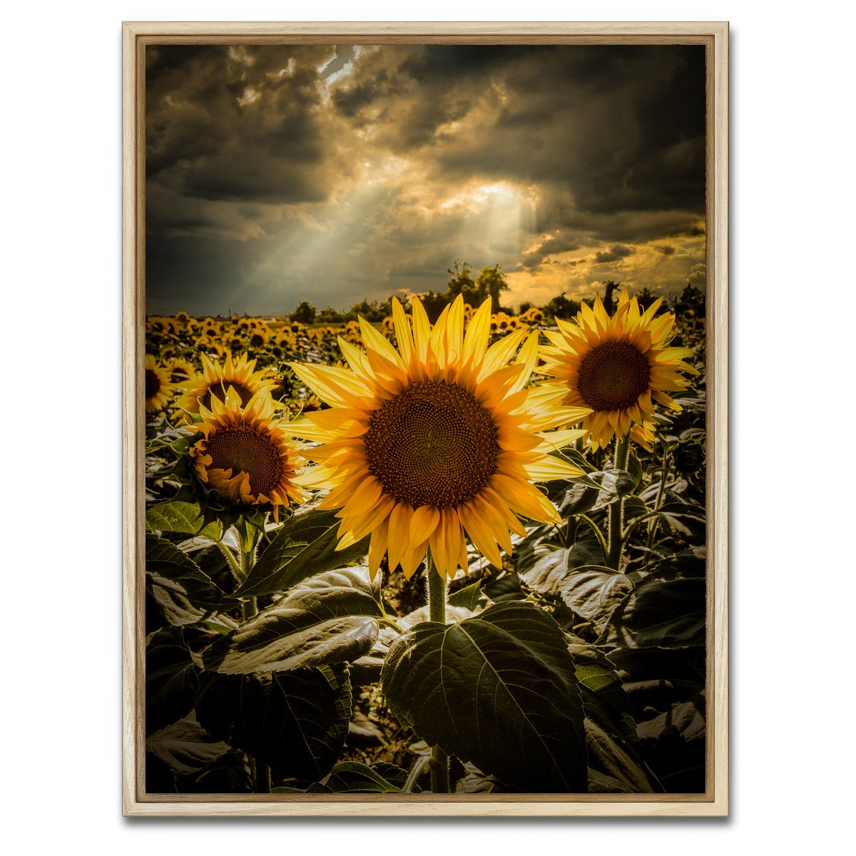 AUTO-MOCKUP WHITE | girasoli | 1 Piece | Natural Framed Canvas | group=3x4