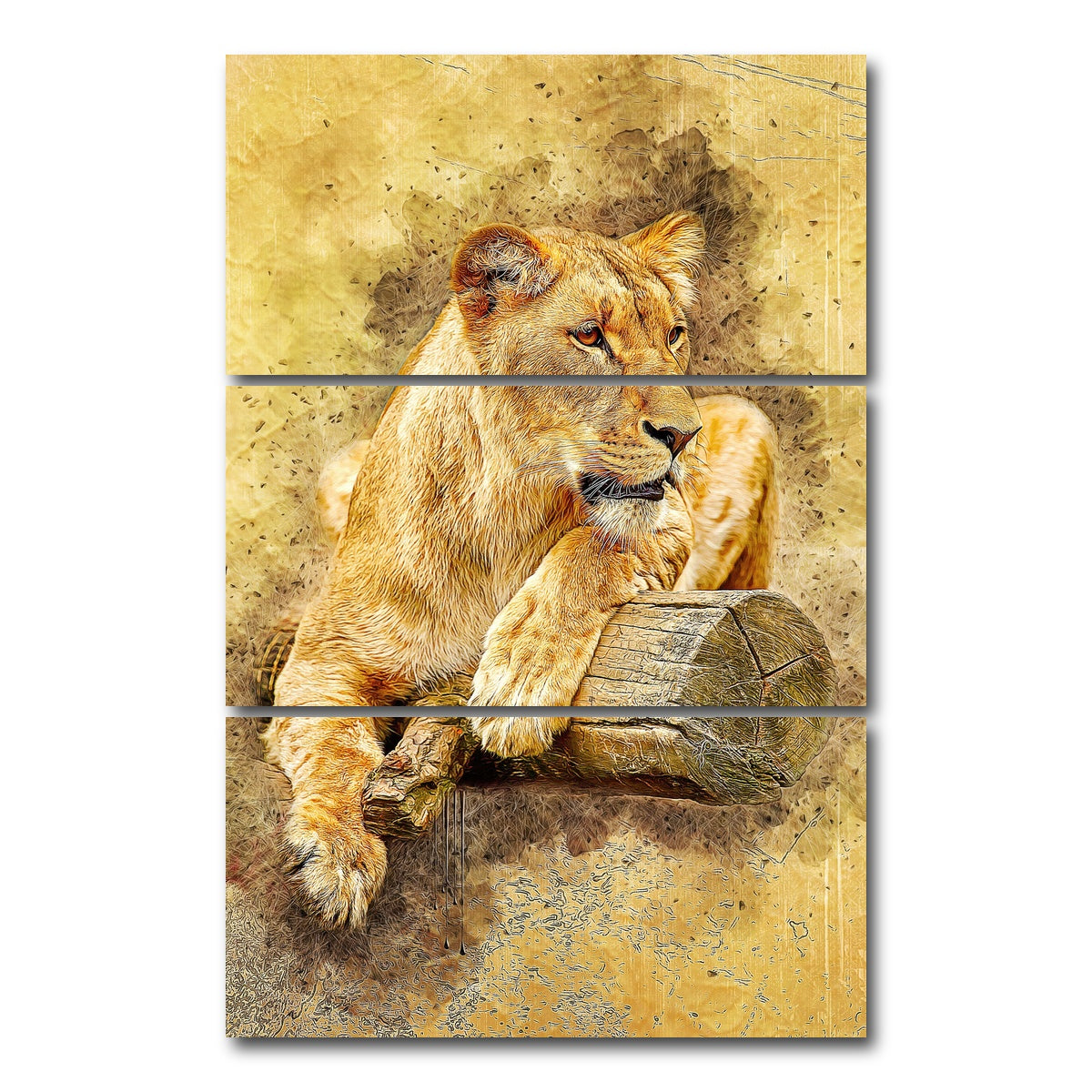 AUTO-MOCKUP WHITE | lioness at rest | 3 Piece | Gallery Wrap Canvas | group=12x24_stacked