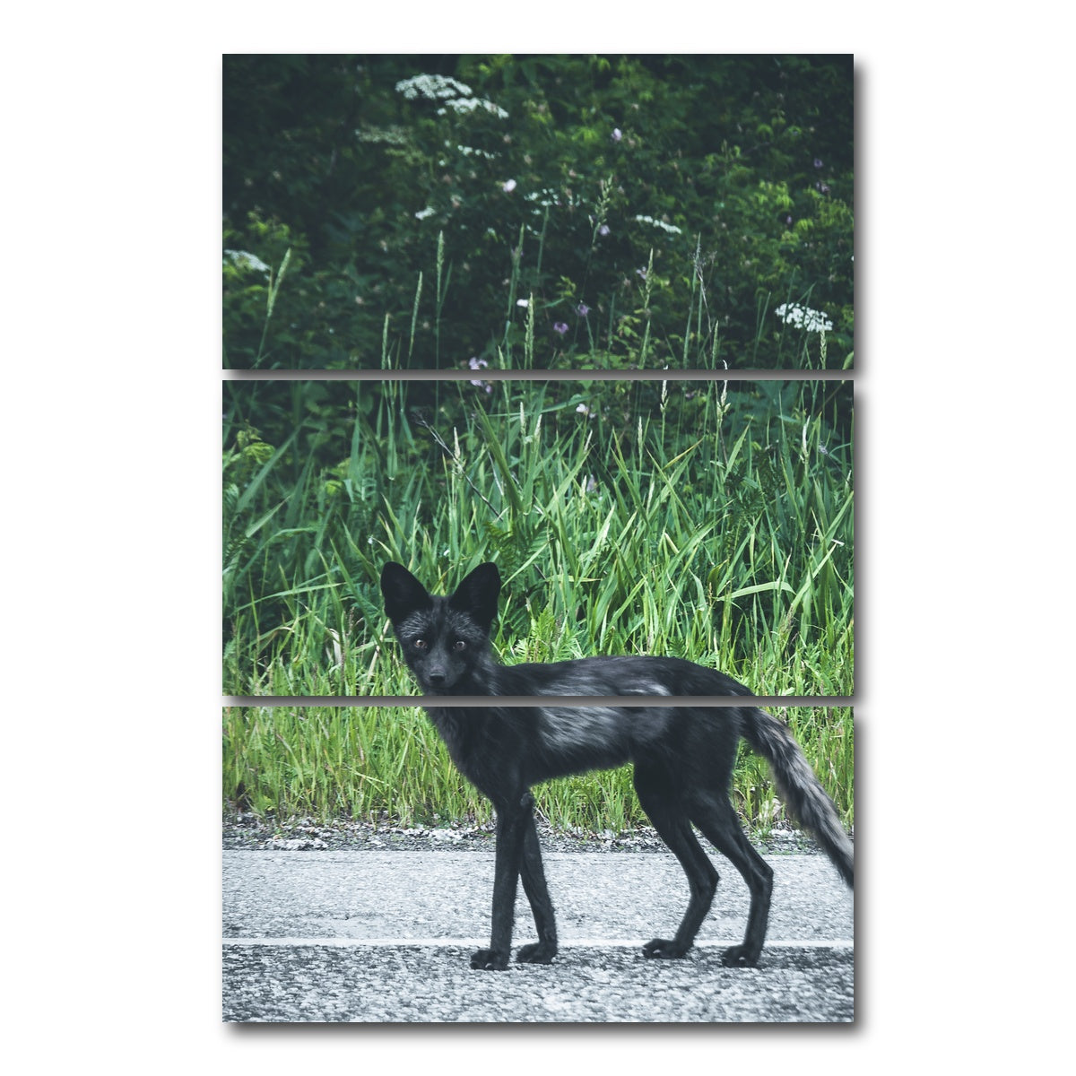 AUTO-MOCKUP WHITE | wildlife northern bc | 3 Piece | Gallery Wrap Canvas | group=12x24_stacked