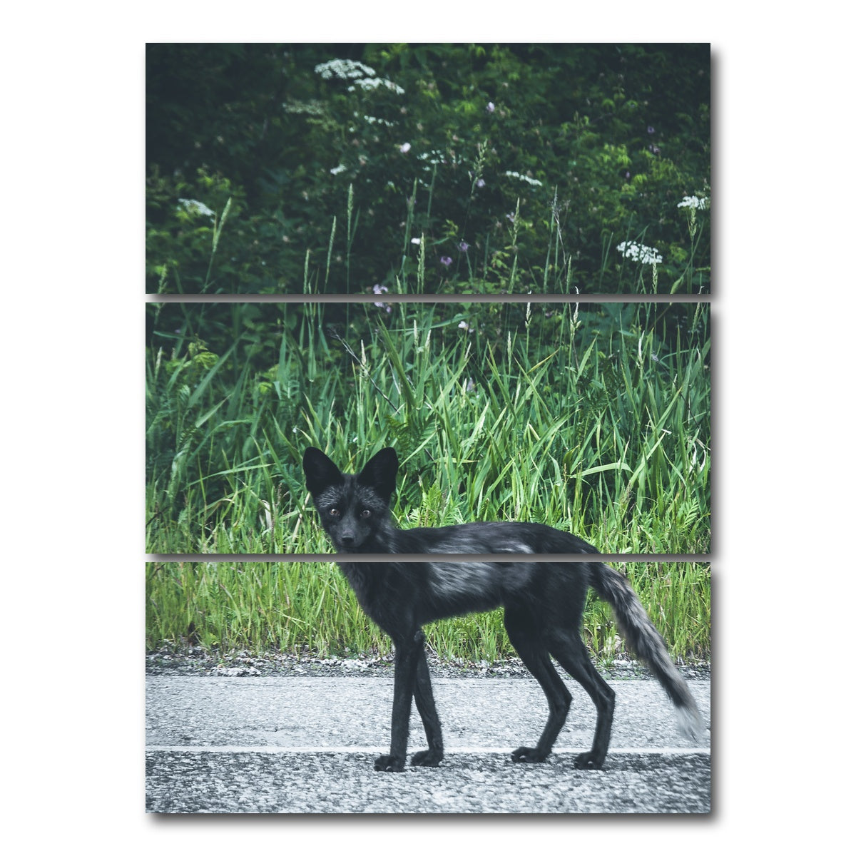 AUTO-MOCKUP WHITE | wildlife northern bc | 3 Piece | Gallery Wrap Canvas | group=8x18_stacked