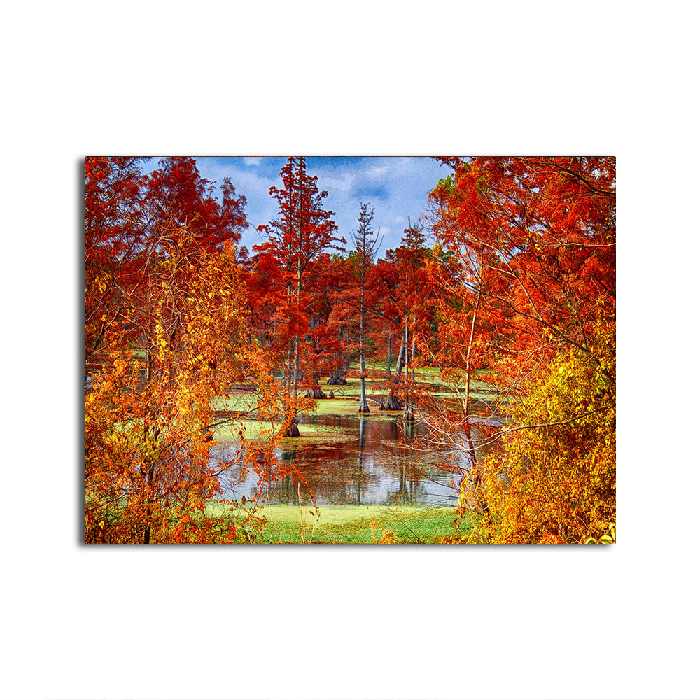 Lake Conway Cypress Trees Wall Art