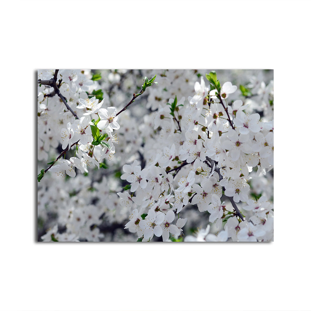 Apple Tree Blossoms Wall Art