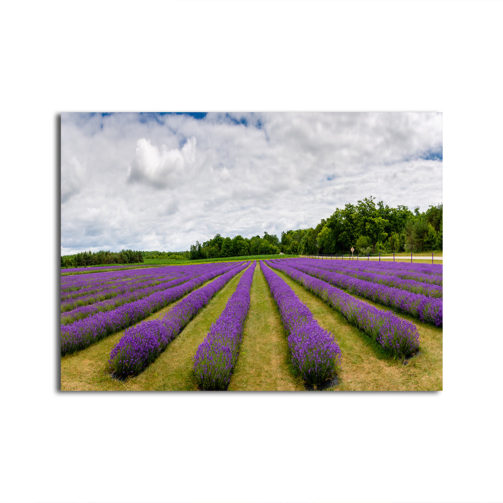 Lavender Rose Door County Wall Art