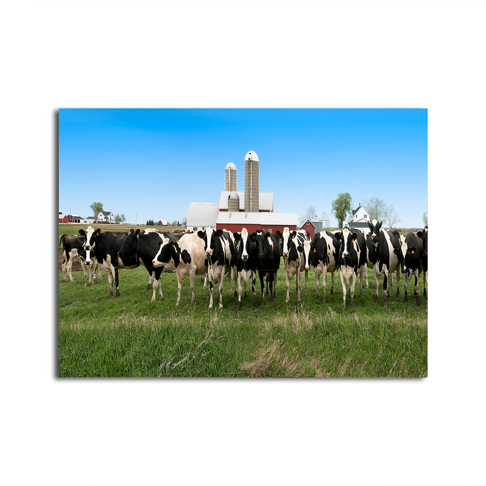 Wisconsin Dairy Cows Wall Art