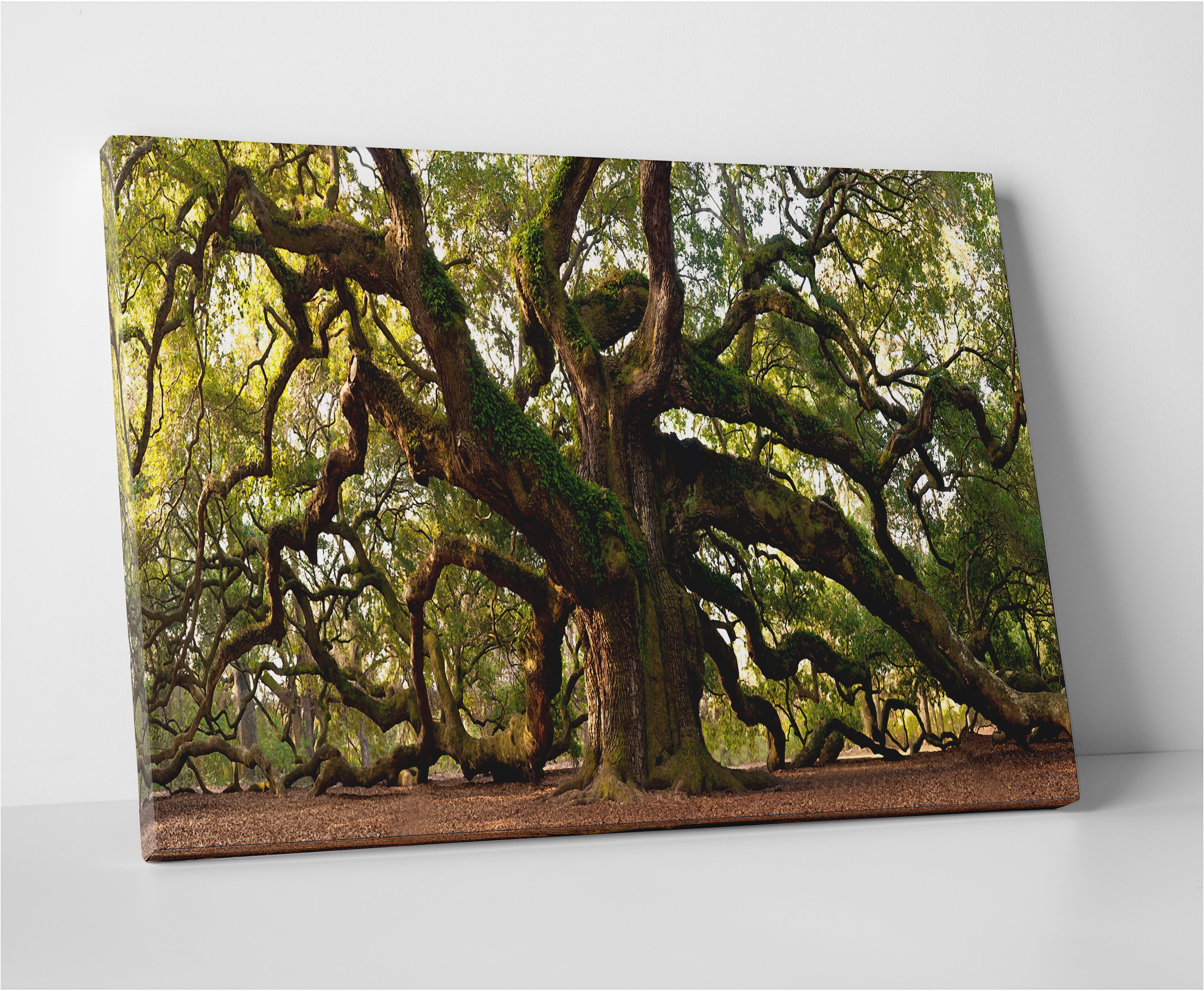 Charleston Angel Oak Panoramic