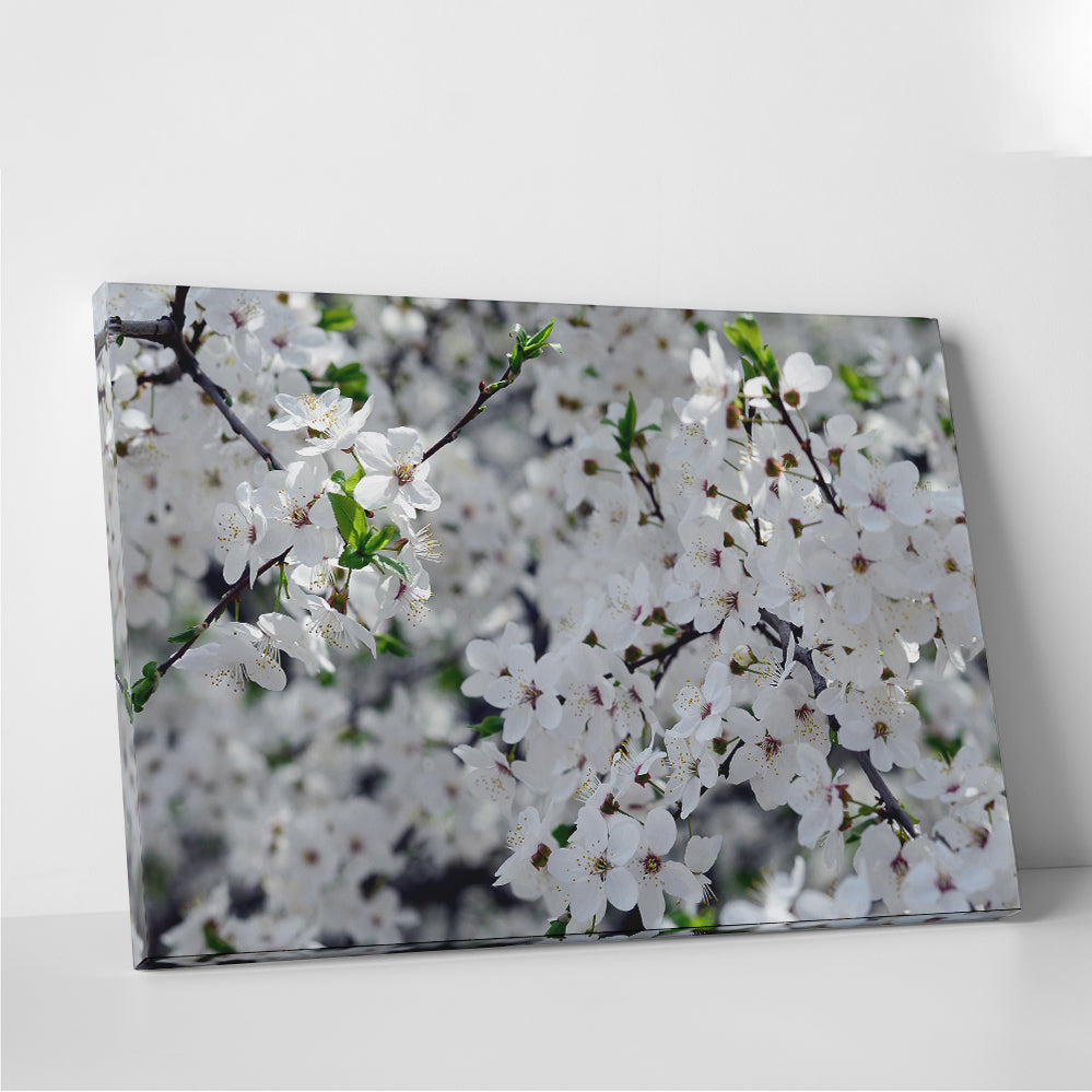 Apple Tree Blossoms Wall Art