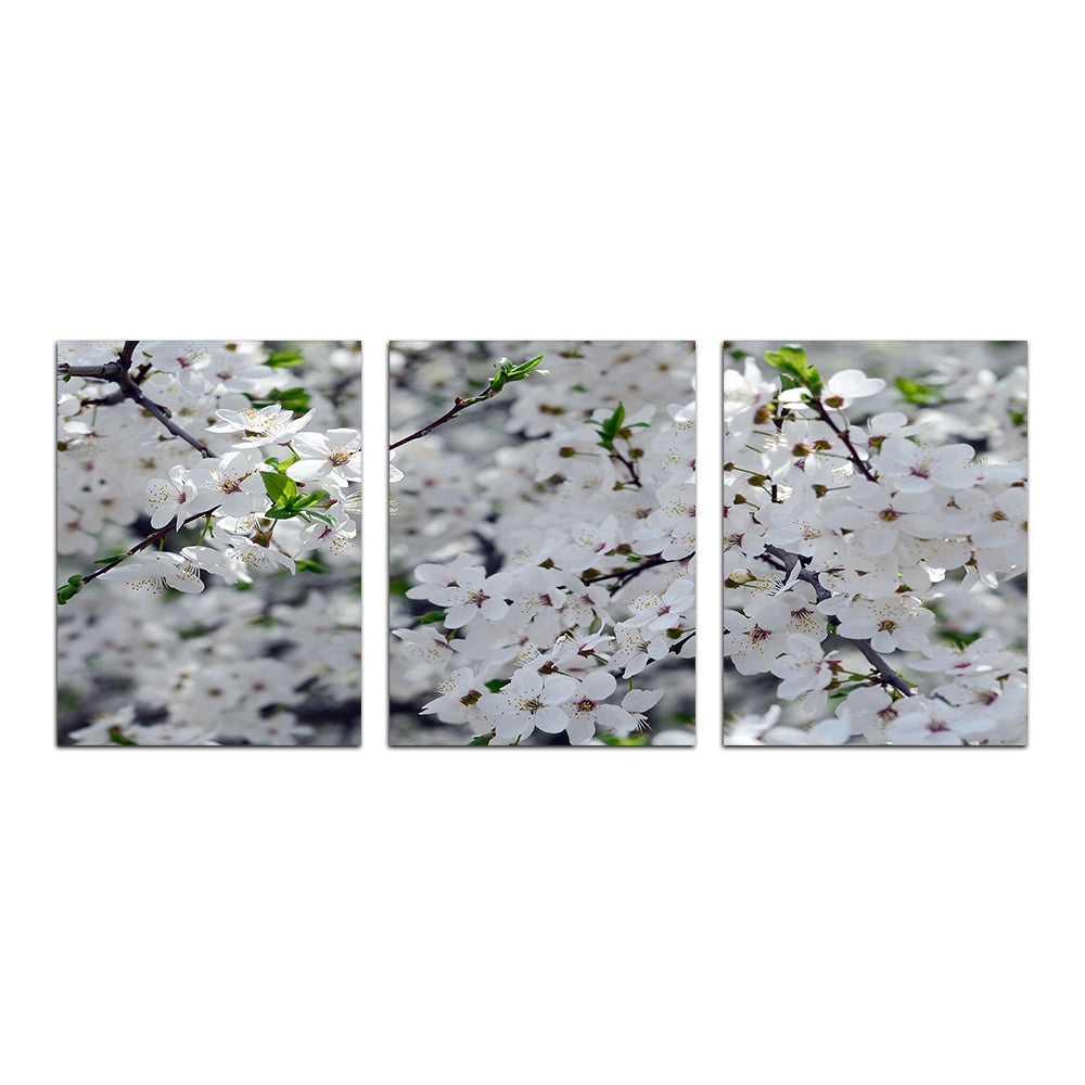 Apple Tree Blossoms Wall Art