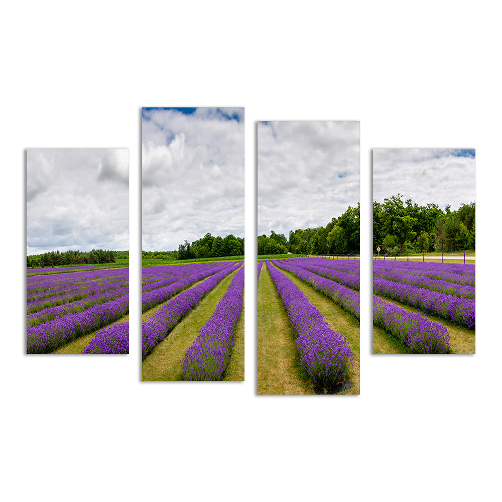 Lavender Rose Door County Wall Art