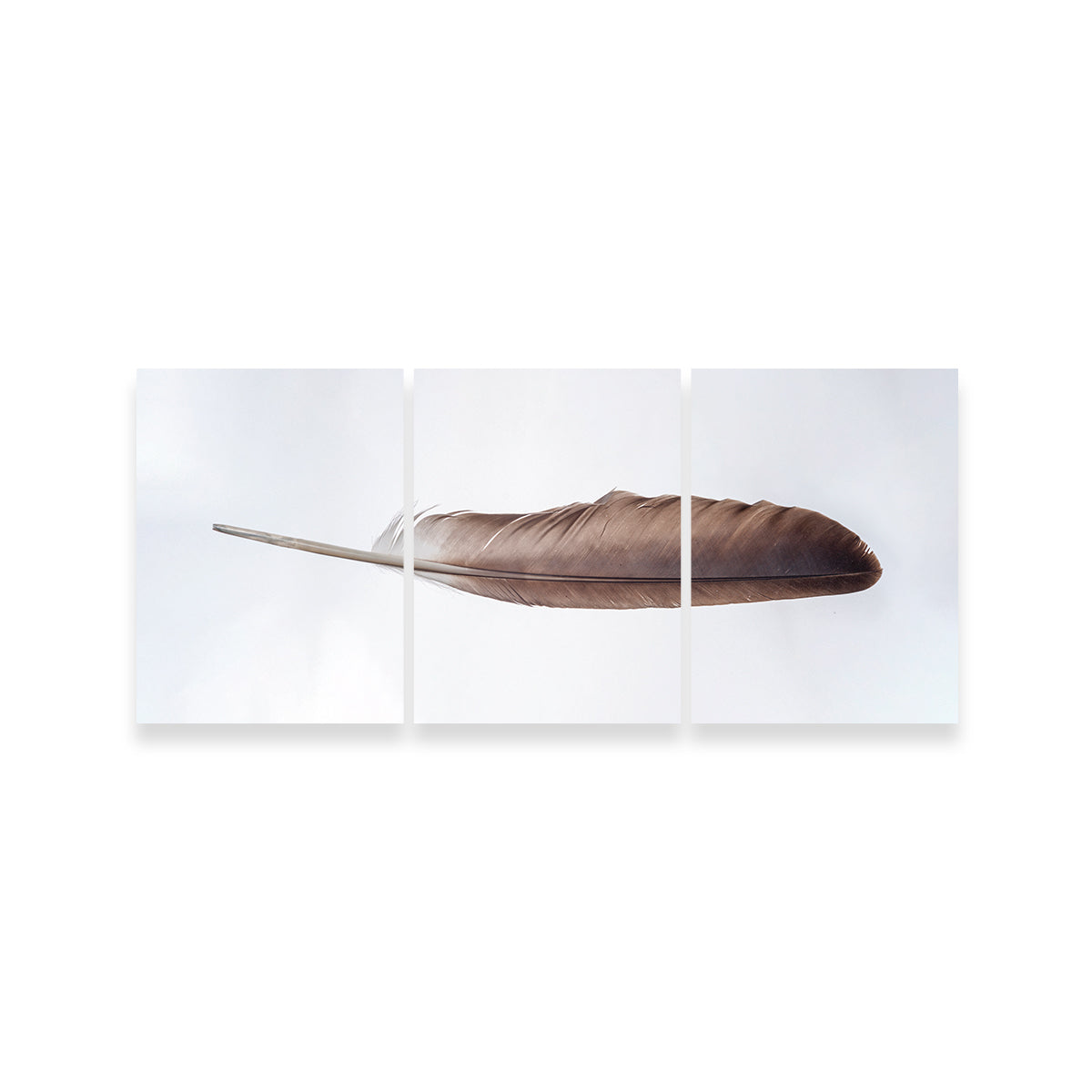 Bald Eagle Feather Wall Art