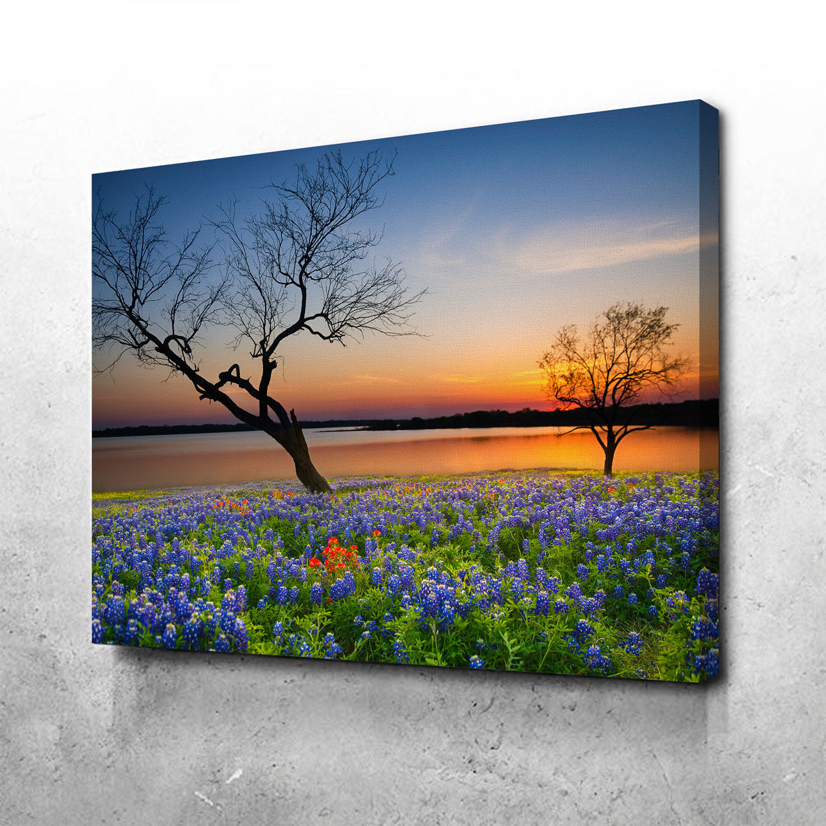Blooming Bluebonnet Wildflower Field Wall Art