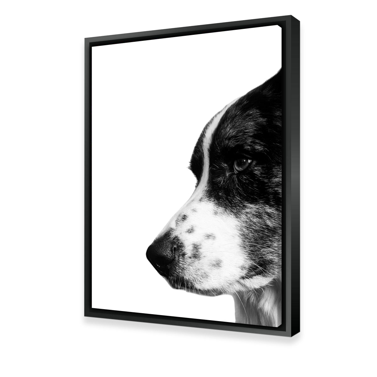 Border Collie Wall Art