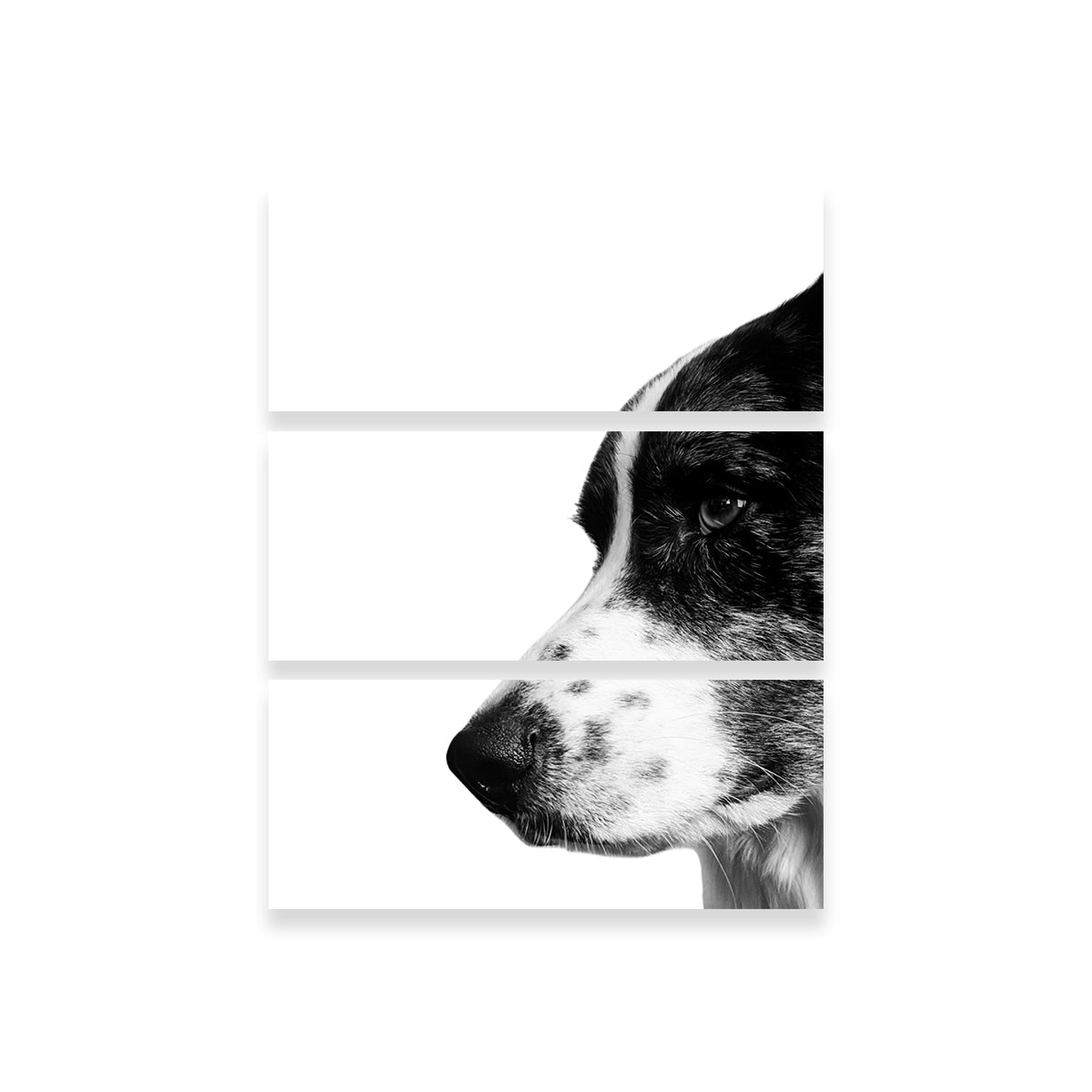 Border Collie Wall Art