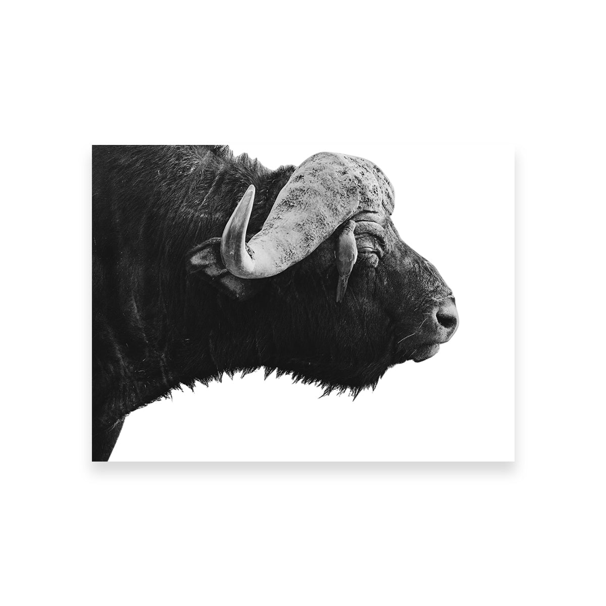 Buffalo Wall Art