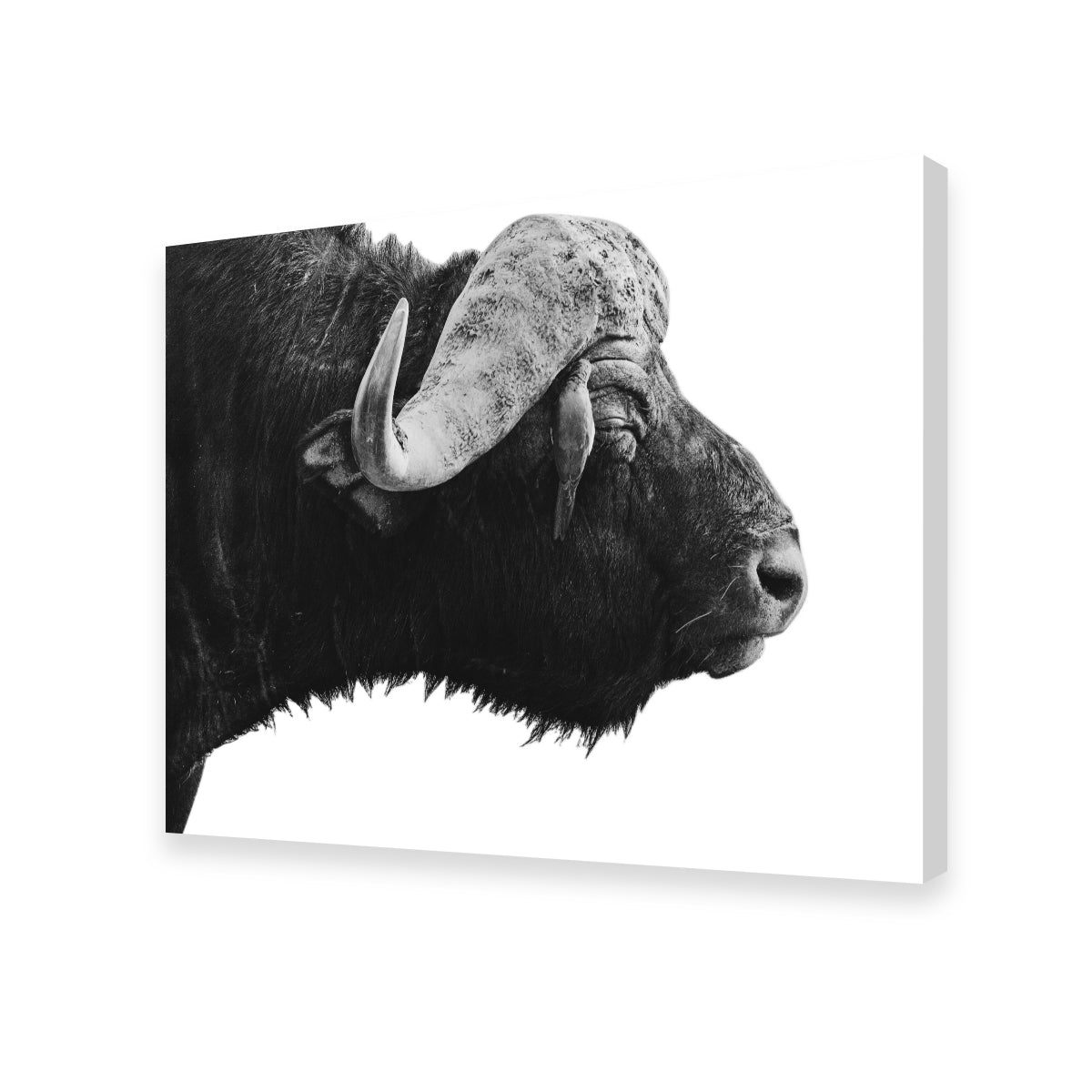Buffalo Wall Art