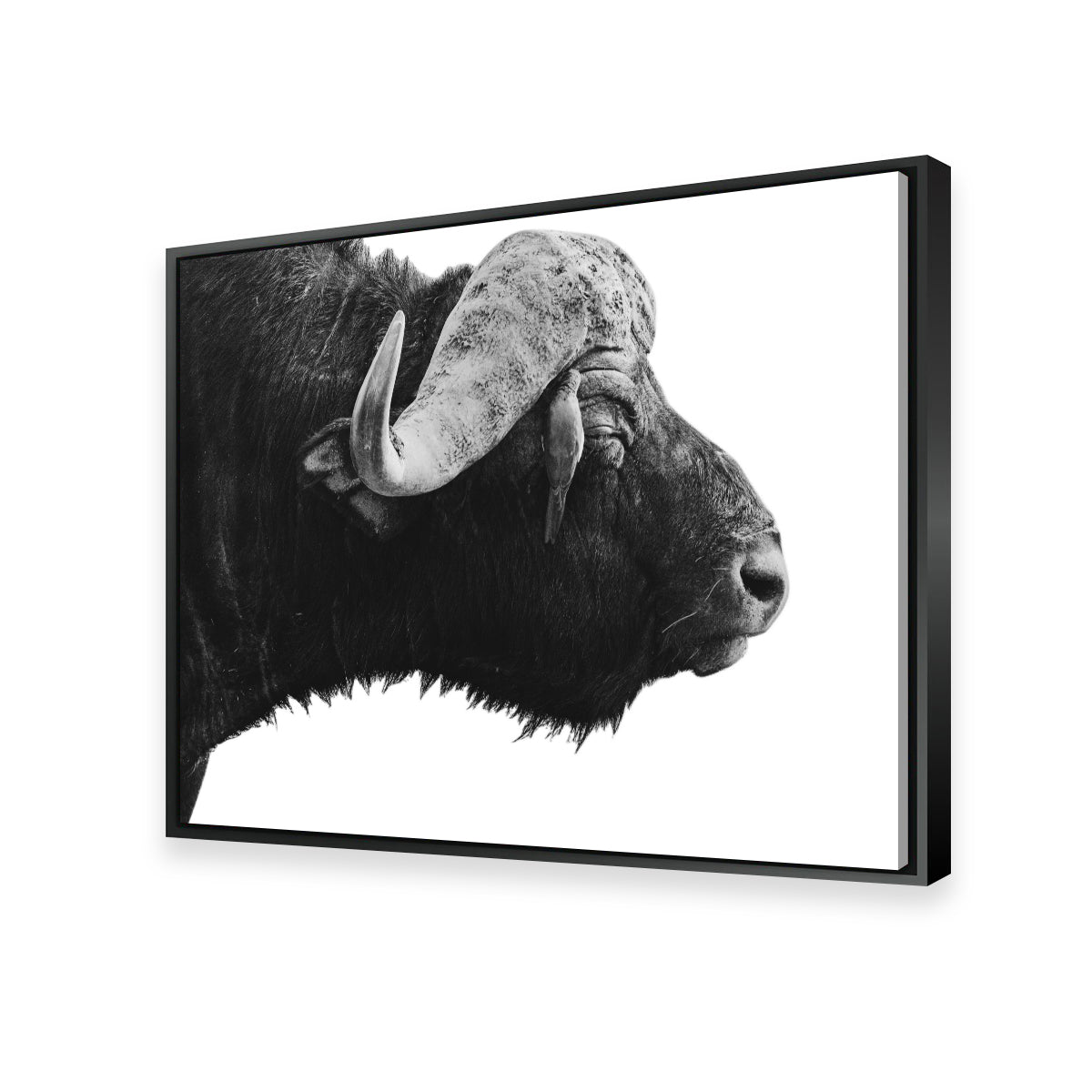 Buffalo Wall Art