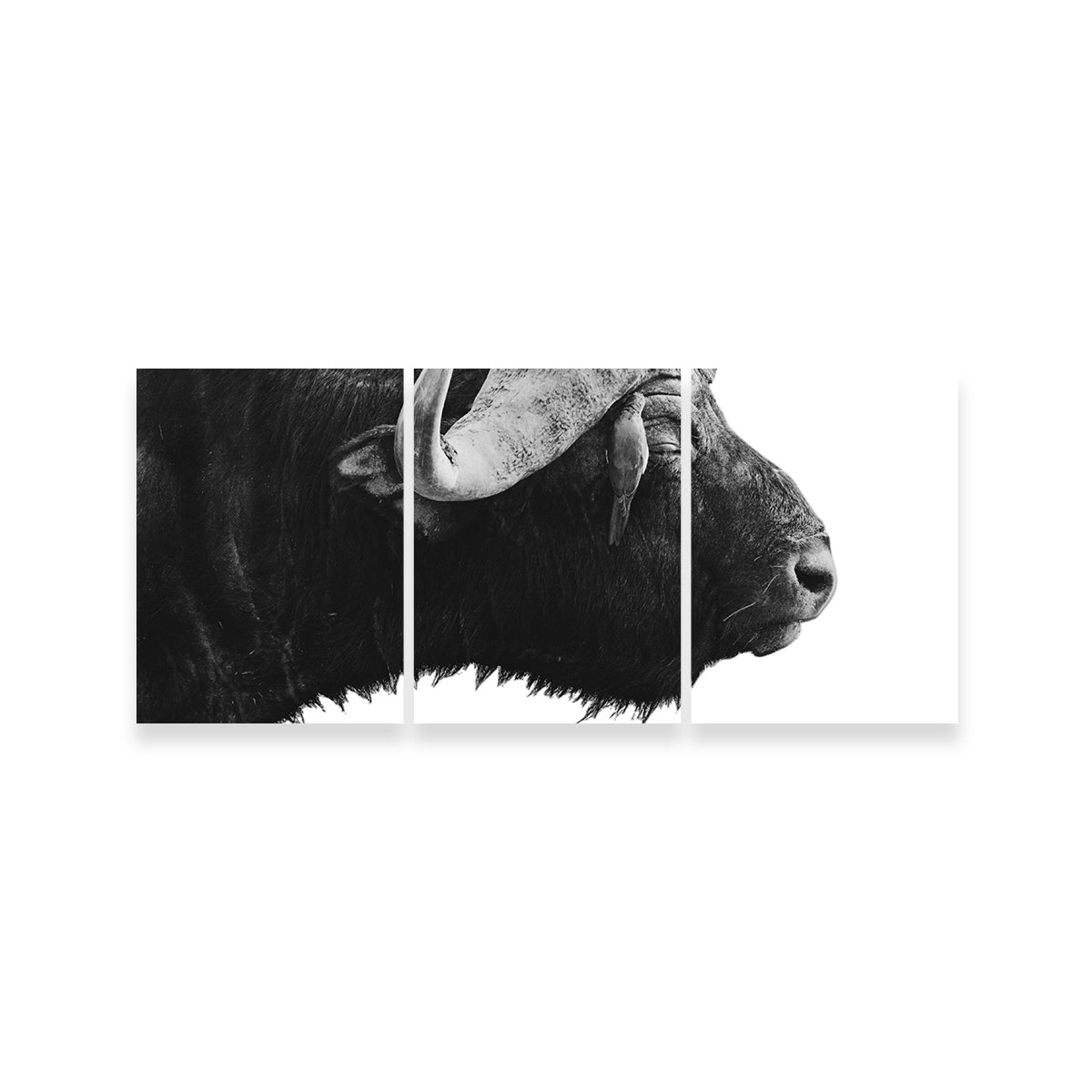 Buffalo Wall Art