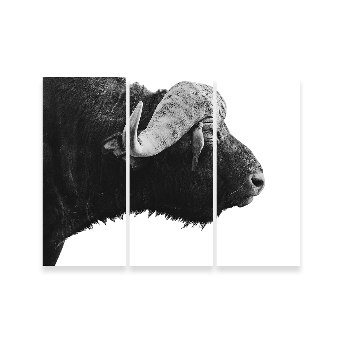 Buffalo Wall Art