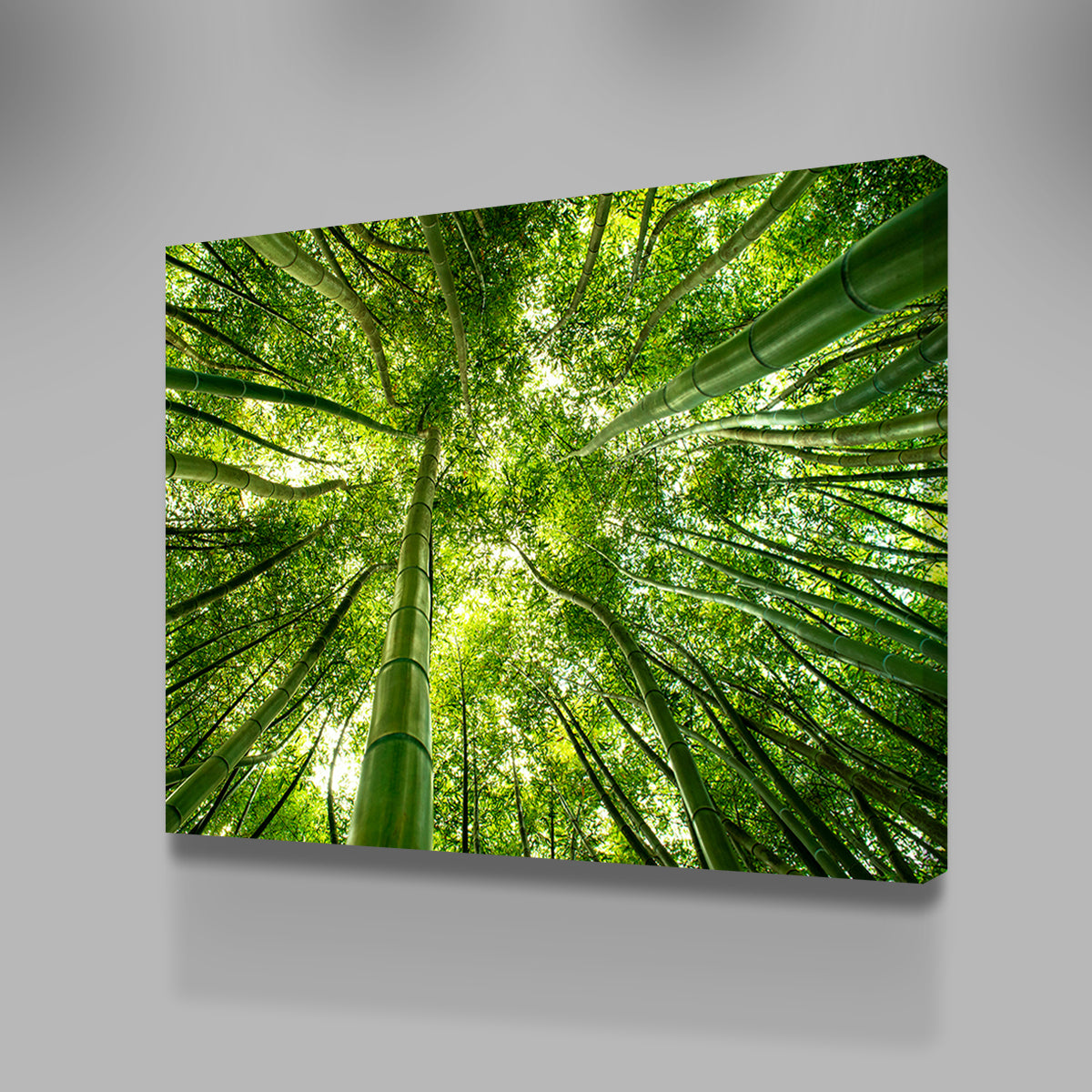 Canopy in Pisa Italy Wall Art