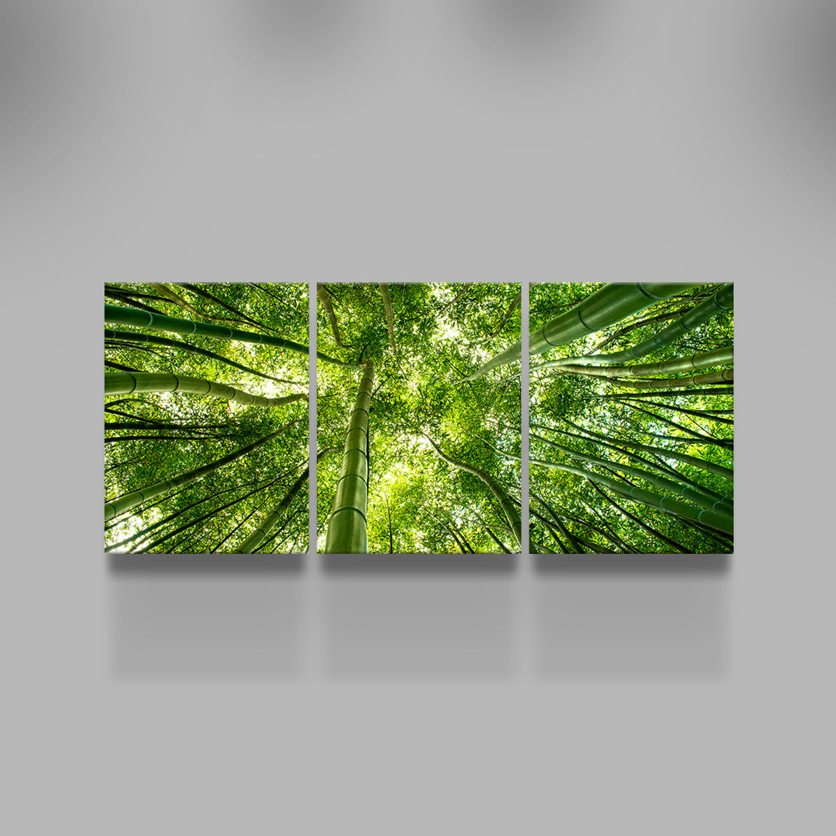 Canopy in Pisa Italy Wall Art